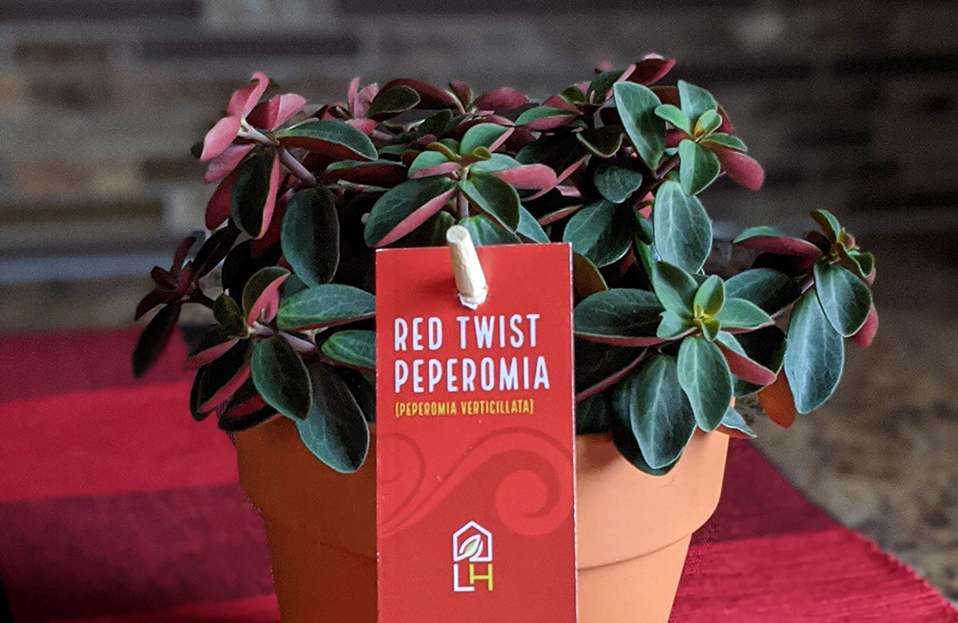 Red Twist Peperomia