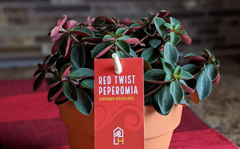 Red Twist Peperomia