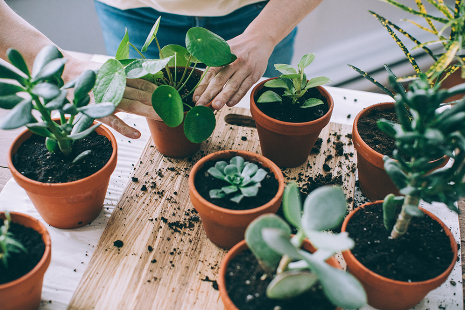 Repotting Plants