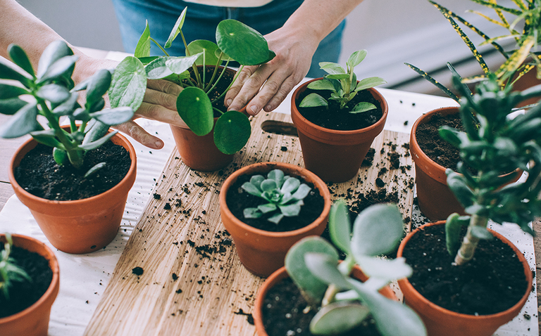 Repotting Plants