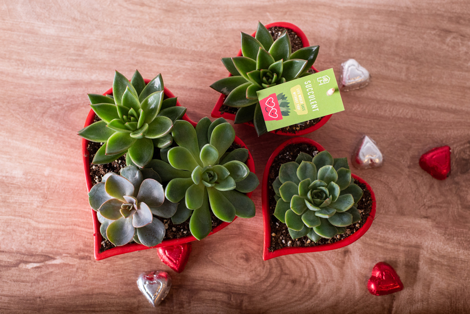 Plant Gifts for Valentine's Day