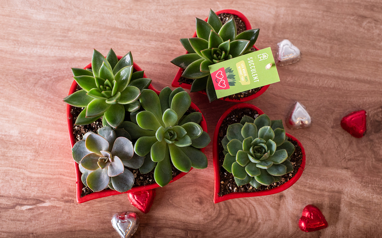 Plant Gifts for Valentine's Day