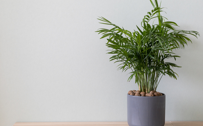 How to Care for the Neanthe Bella Palm Houseplant, Chamaedorea elegans, living house plants, bayview flowers, daisy ai, ai powered plant care