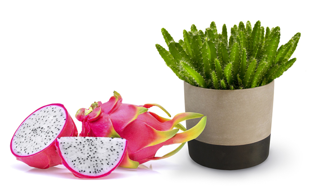 Dragon Fruit Cactuses