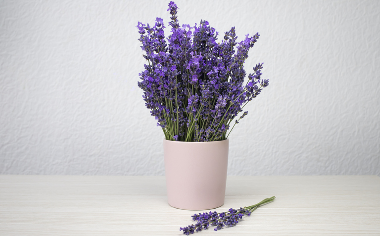 How to Care for Lavender Houseplants, lavender plant care, living house plants, bayview flowers, daisy ai, ai powered plant care