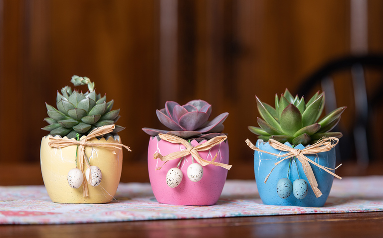 Succulents in Easter themed ceramics
