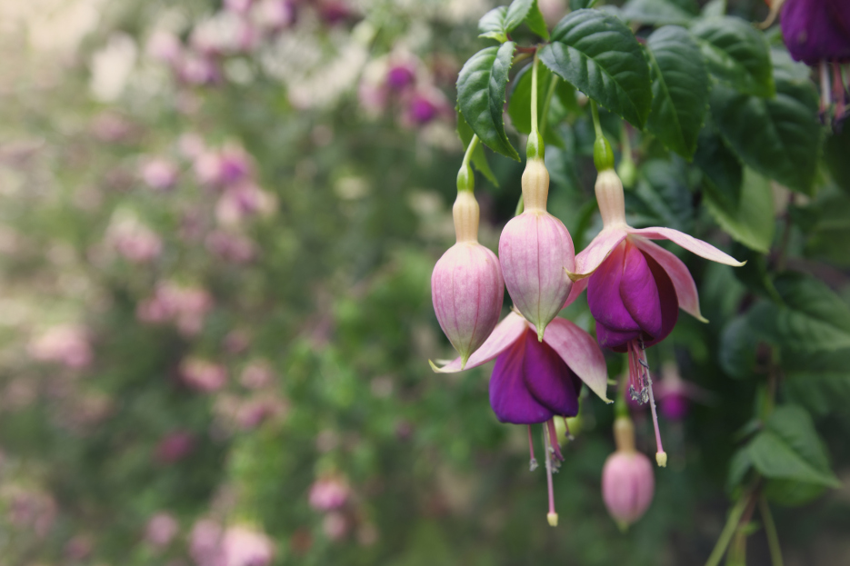 How to Care for Fuchsia Houseplant, Fuchsia plant care, living house plants, bayview flowers, daisy ai, ai powered plant care