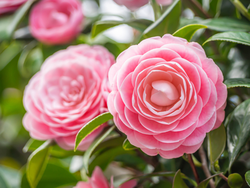 How to Care for Camellia Houseplant, Camellia plant care, living house plants, bayview flowers, daisy ai, ai powered plant care