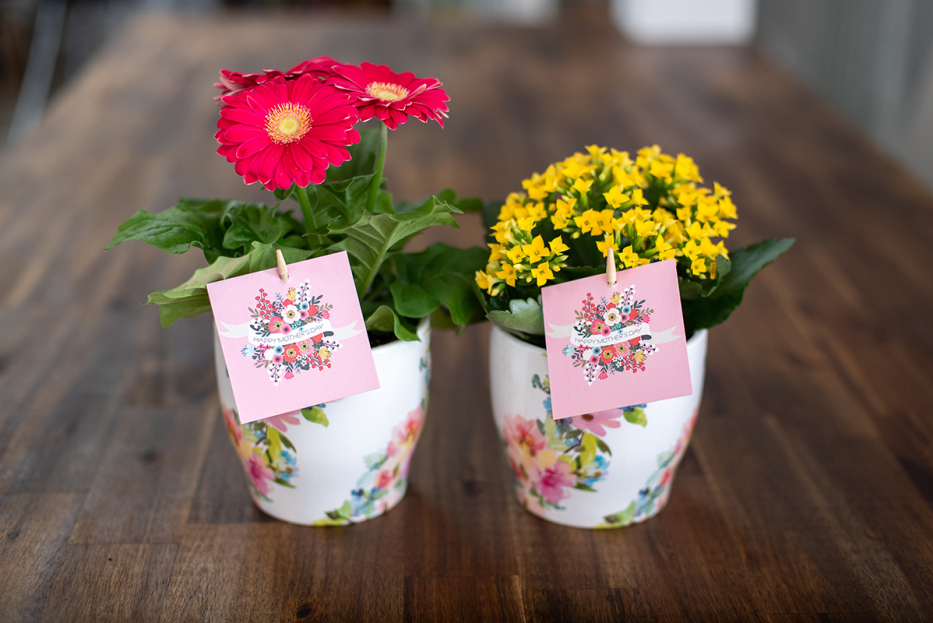 Gerbera and Kalanchoe