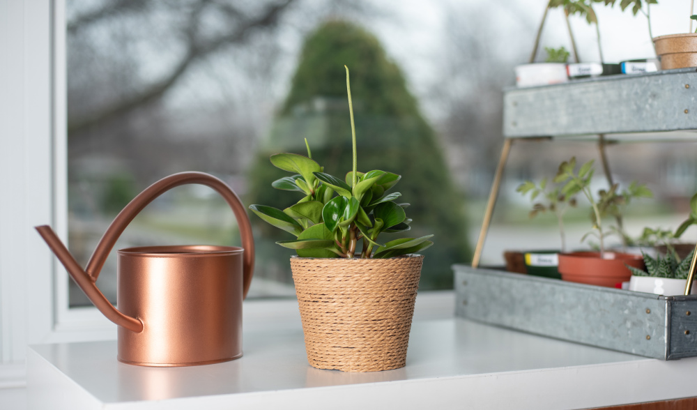 Peperomia Obtipan in Bloom