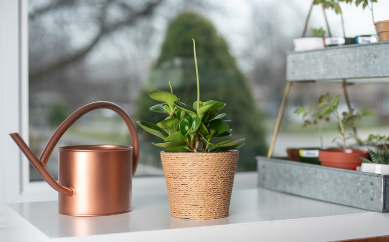 Peperomia Obtipan in Bloom