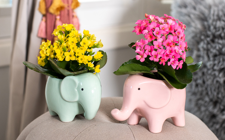 Mini kalanchoe plants in elephant ceramics