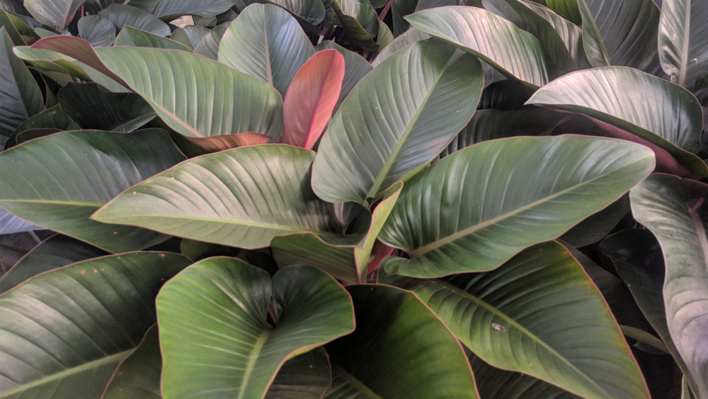 How to Care for Philodendron Rojo Congo Houseplant, Philodendron Rojo Congo plant care, living house plants, bayview flowers, daisy ai, ai powered plant care