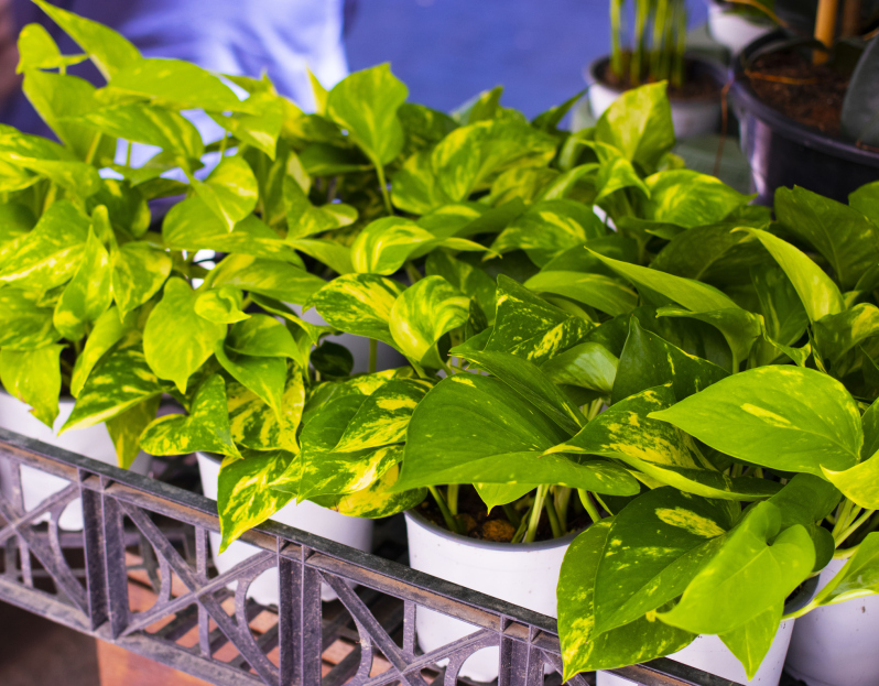 How to Care for Hawaiian Pothos, Pothos plant care, living house plants, bayview flowers, daisy ai, ai powered plant care