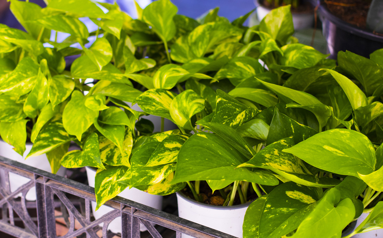 How to Care for Hawaiian Pothos, Pothos plant care, living house plants, bayview flowers, daisy ai, ai powered plant care