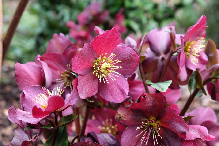 How to Care for Helleborus (Lenten Rose), living house plants, bayview flowers, daisy ai, ai powered plant care