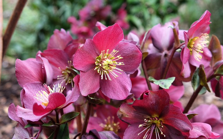 How to Care for Helleborus (Lenten Rose), living house plants, bayview flowers, daisy ai, ai powered plant care