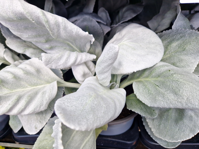 How to Care for Senecio Angel Wing (Senecio candicans), living house plants, bayview flowers, daisy ai, ai powered plant care 