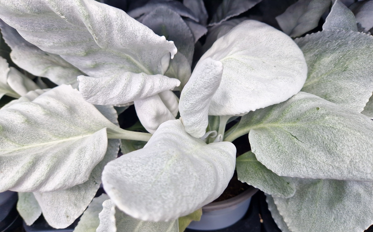 How to Care for Senecio Angel Wing (Senecio candicans), living house plants, bayview flowers, daisy ai, ai powered plant care 