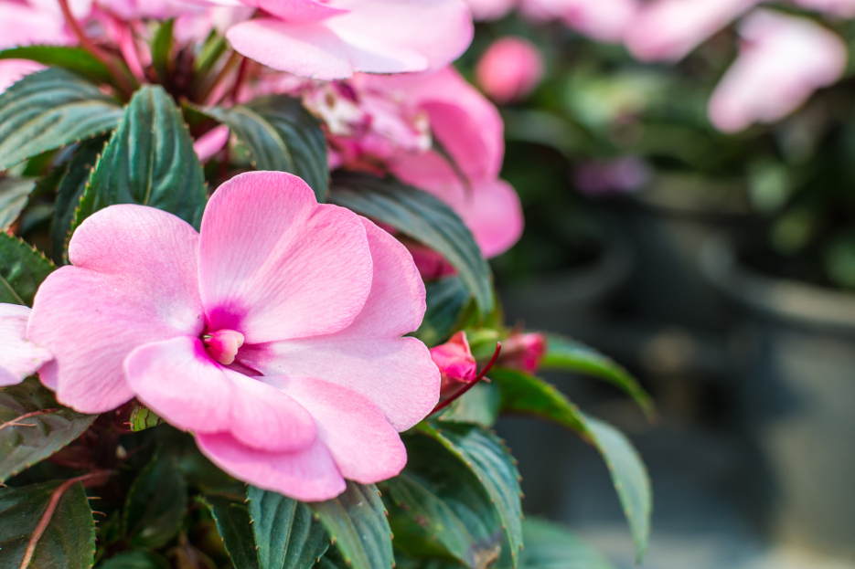 How to Care for New Guinea Plant (Impatiens hawkeri), living house plants, bayview flowers, daisy ai, ai powered plant care