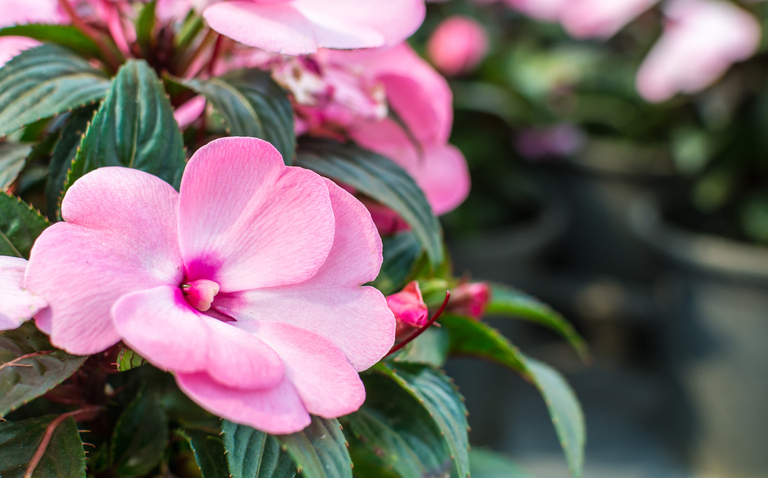 How to Care for New Guinea Plant (Impatiens hawkeri), living house plants, bayview flowers, daisy ai, ai powered plant care