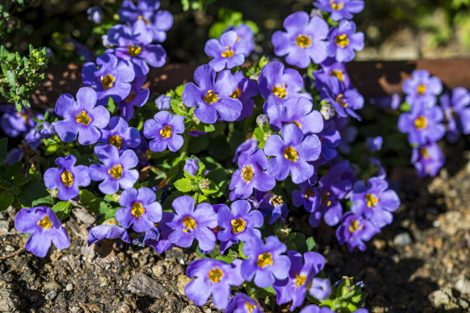 How to Care for Bacopa Plant (Sutera cordata), living house plants, bayview flowers, daisy ai, ai powered plant care
