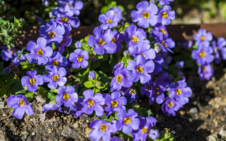 How to Care for Bacopa Plant (Sutera cordata), living house plants, bayview flowers, daisy ai, ai powered plant care