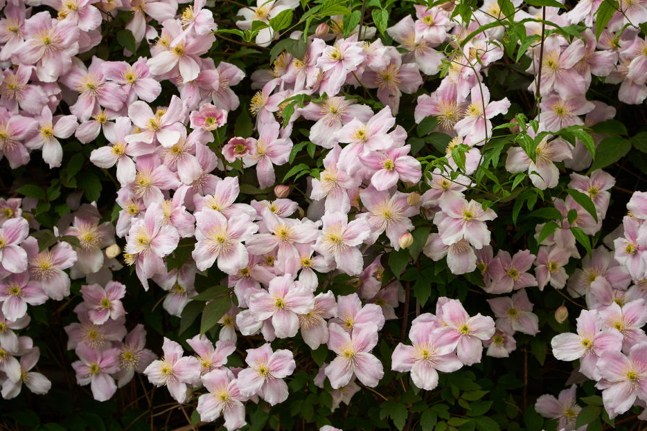 How to Care for Clematis: A Complete Guide, Clematis, Clematis plant care guide, living house plants, bayview flowers, daisy ai, ai powered plant care