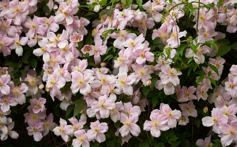 How to Care for Clematis: A Complete Guide, Clematis, Clematis plant care guide, living house plants, bayview flowers, daisy ai, ai powered plant care