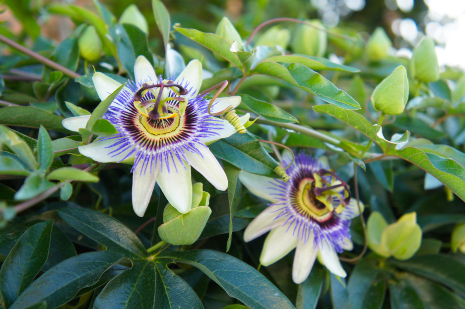 How to Care for Passion Flower Plant: A Complete Guide, living house plants, bayview flowers, daisy ai, ai powered plant care