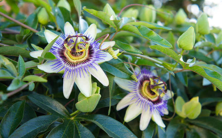 How to Care for Passion Flower Plant: A Complete Guide, living house plants, bayview flowers, daisy ai, ai powered plant care