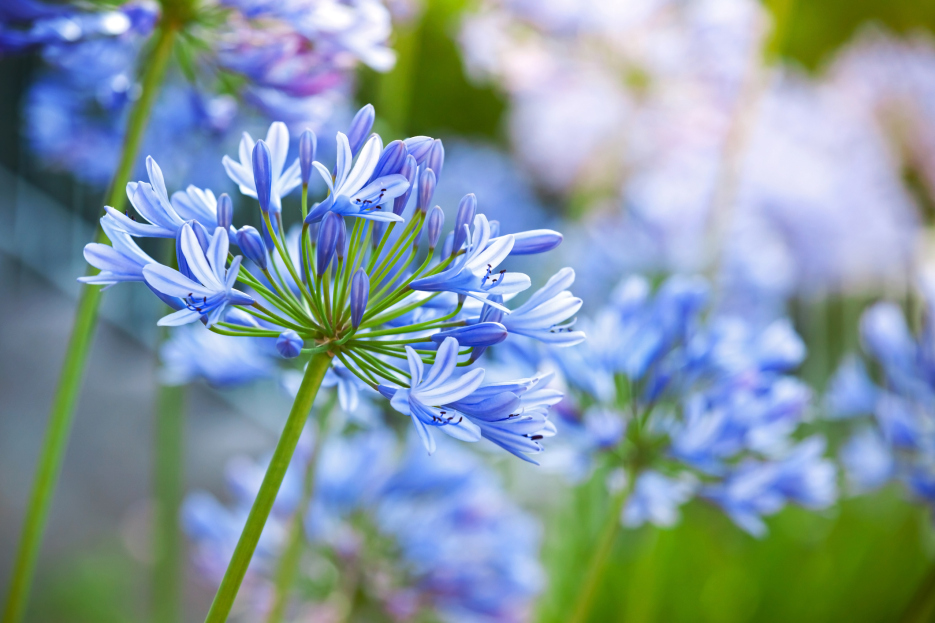 How to Care for Agapanthus: A Complete Guide, living house plants, bayview flowers, daisy ai, ai powered plant care