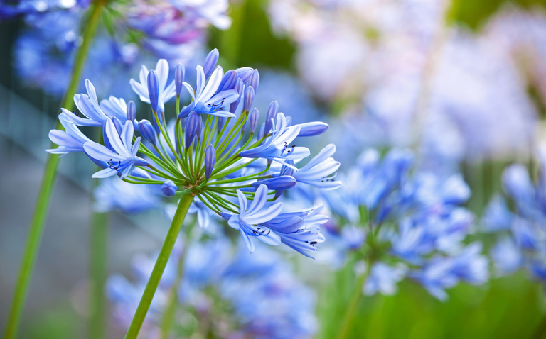 How to Care for Agapanthus: A Complete Guide, living house plants, bayview flowers, daisy ai, ai powered plant care