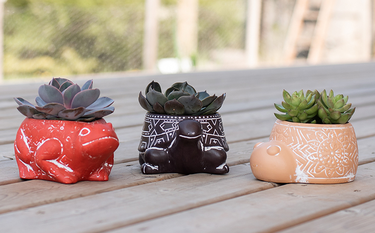 Succulent Plants in Garden Friends Ceramics