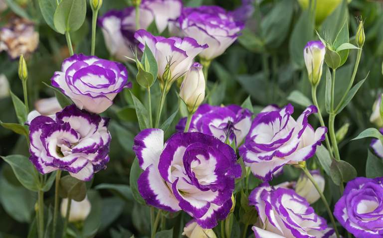 How to Care for Lisianthus: A Complete Guide, living house plants, bayview flowers, daisy ai, ai powered plant care