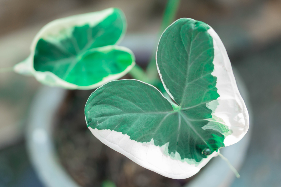 How to Care for the Alocasia Mickey Mouse (Xanthosoma albo variegata), living house plants, bayview flowers, daisy ai, ai powered plant care