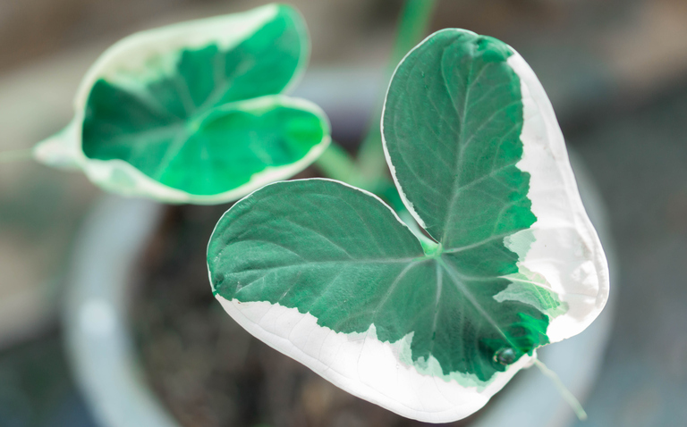 How to Care for the Alocasia Mickey Mouse (Xanthosoma albo variegata), living house plants, bayview flowers, daisy ai, ai powered plant care