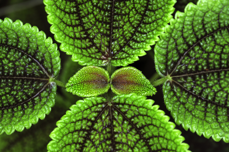 How to Care for Pilea Moon Valley (Pilea involucrata ‘Moon Valley’), pilea moon valley, plant care, living house plants, bayview flowers, daisy ai, ai powered plant care