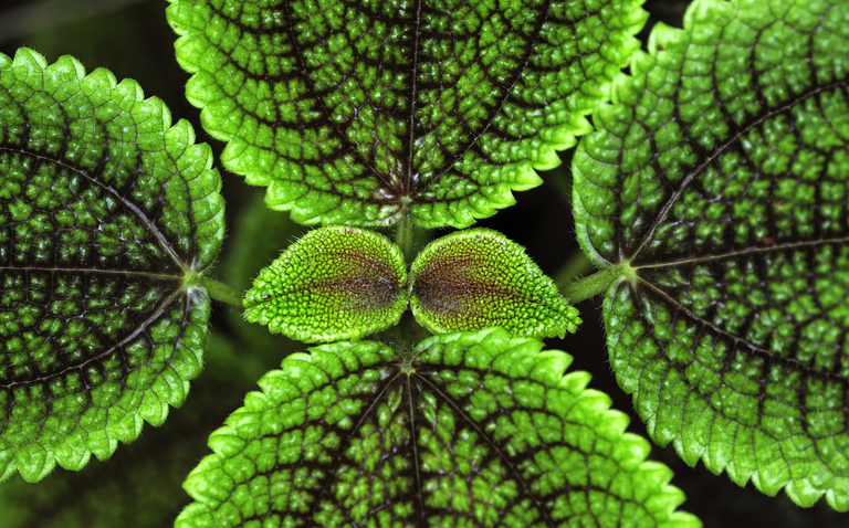 How to Care for Pilea Moon Valley (Pilea involucrata ‘Moon Valley’), pilea moon valley, plant care, living house plants, bayview flowers, daisy ai, ai powered plant care