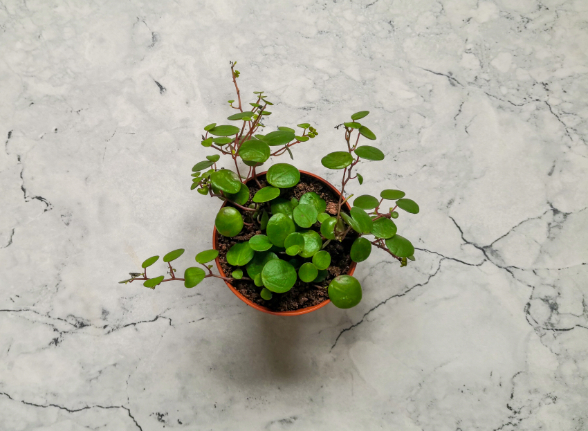 How to Care for Peperomia Pepperspot, Peperomia Peperspot, living house plants, bayview flowers, daisy ai, ai powered plant
