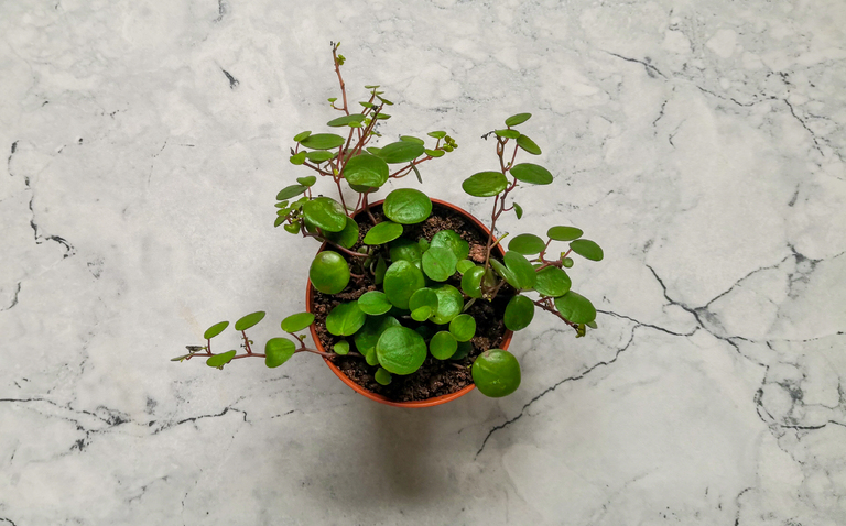 How to Care for Peperomia Pepperspot, Peperomia Peperspot, living house plants, bayview flowers, daisy ai, ai powered plant