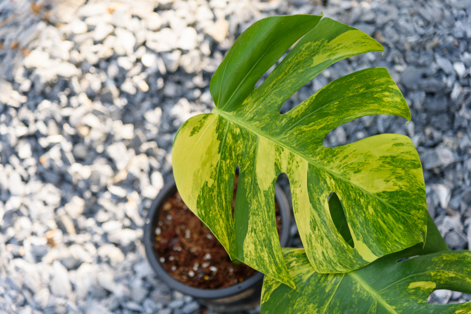 How to Care for Monstera Aurea, Monstera plant care, living house plants, bayview flowers, daisy ai, ai powered plant care