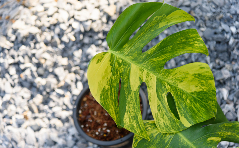 How to Care for Monstera Aurea, Monstera plant care, living house plants, bayview flowers, daisy ai, ai powered plant care