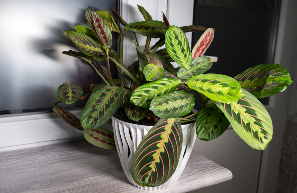 How to Care for Maranta (Prayer Plant), Prayer plant care, living house plants, bayview flowers, daisy ai, ai powered plant care