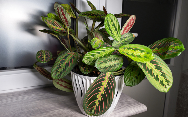 How to Care for Maranta (Prayer Plant), Prayer plant care, living house plants, bayview flowers, daisy ai, ai powered plant care