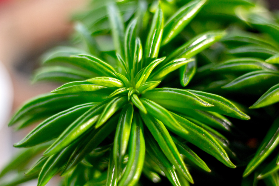 How to Care for Peperomia Nevada, Peperomia Nevada, Living house plants, bayview flowers, daisy ai, ai powered plant care