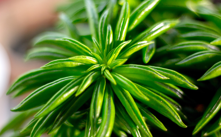 How to Care for Peperomia Nevada, Peperomia Nevada, Living house plants, bayview flowers, daisy ai, ai powered plant care