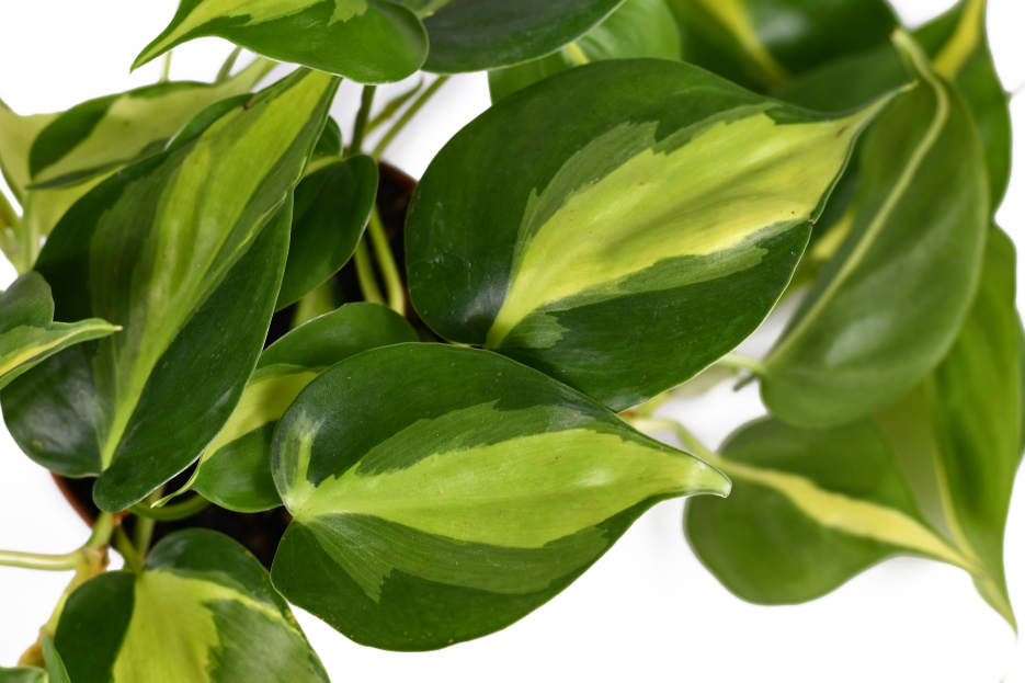 How to Care for Philodendron Brasil, Philodendron Brazil, living house plants, bayview flowers, daisy ai, ai powered plant care
