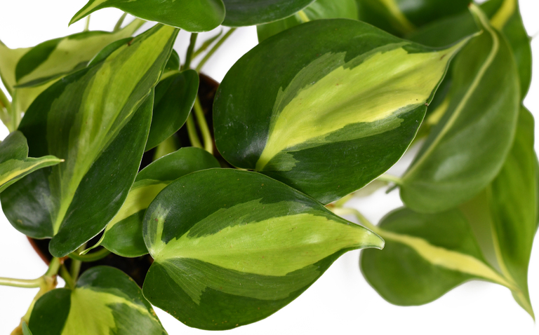 How to Care for Philodendron Brasil, Philodendron Brazil, living house plants, bayview flowers, daisy ai, ai powered plant care