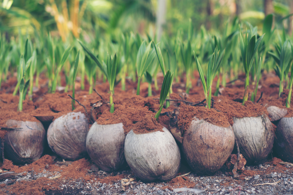How to Care for Cocos Nucifera (Coconut Palm) as a Houseplant, coconut palm care, living house plants, bayview flowers, daisy ai, ai powered plant care